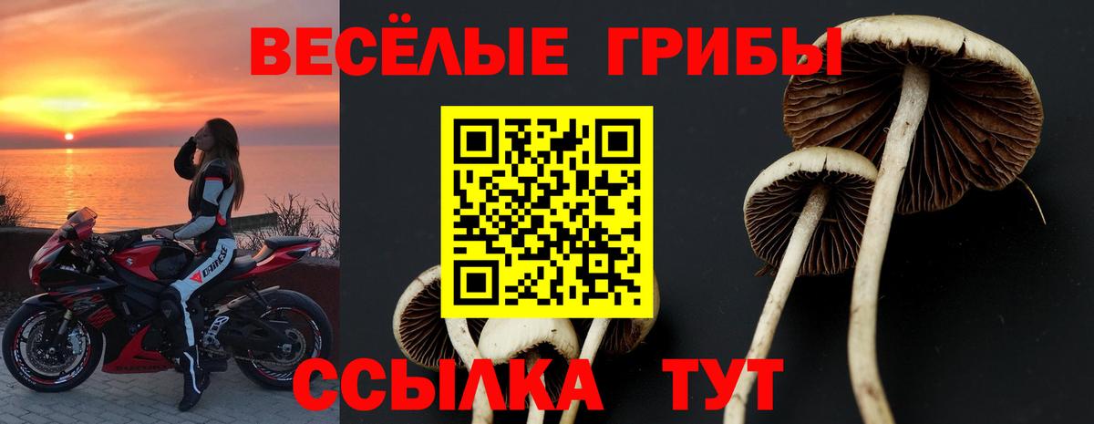 Галлюциногенные грибы Psilocybe Камышлов